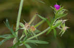 Cutleaf geranium